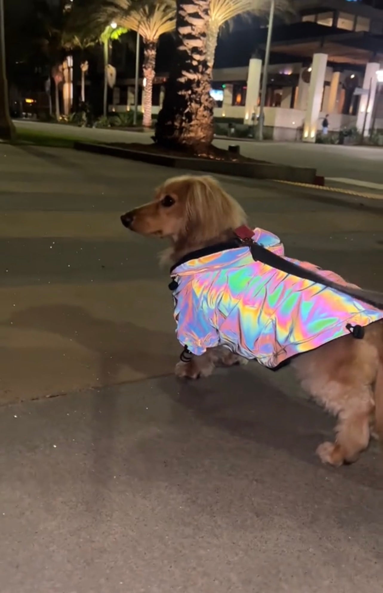 Gliowing rainbow Dogs Hoodie